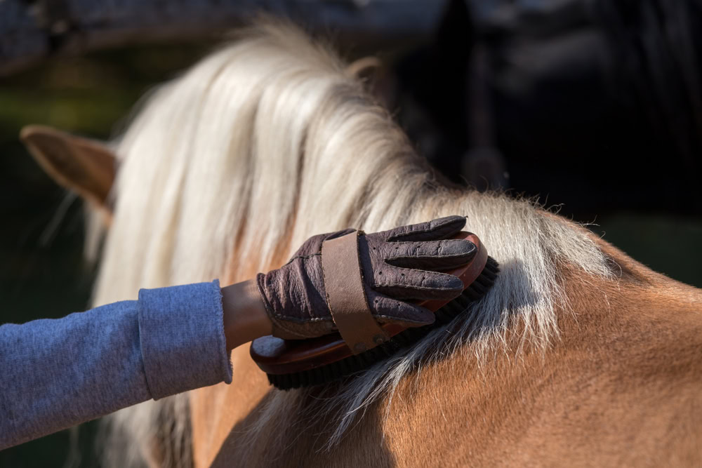 Brushing Horse