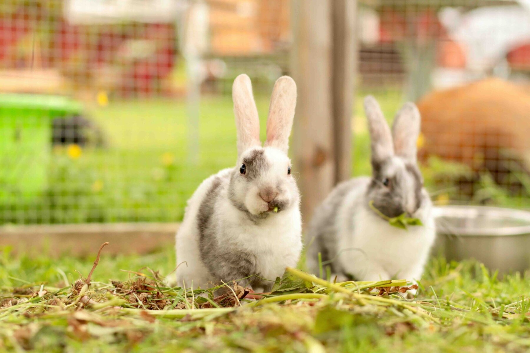 Rex coated baby rabbit gracing on grass