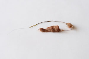 cat hairball 