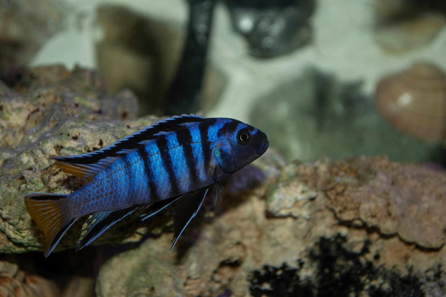 Demasoni Cichlid