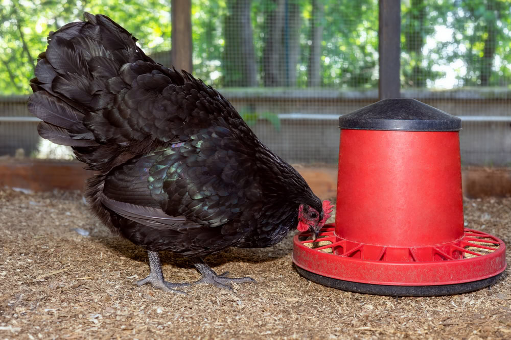 chicken pecks at a red feeder