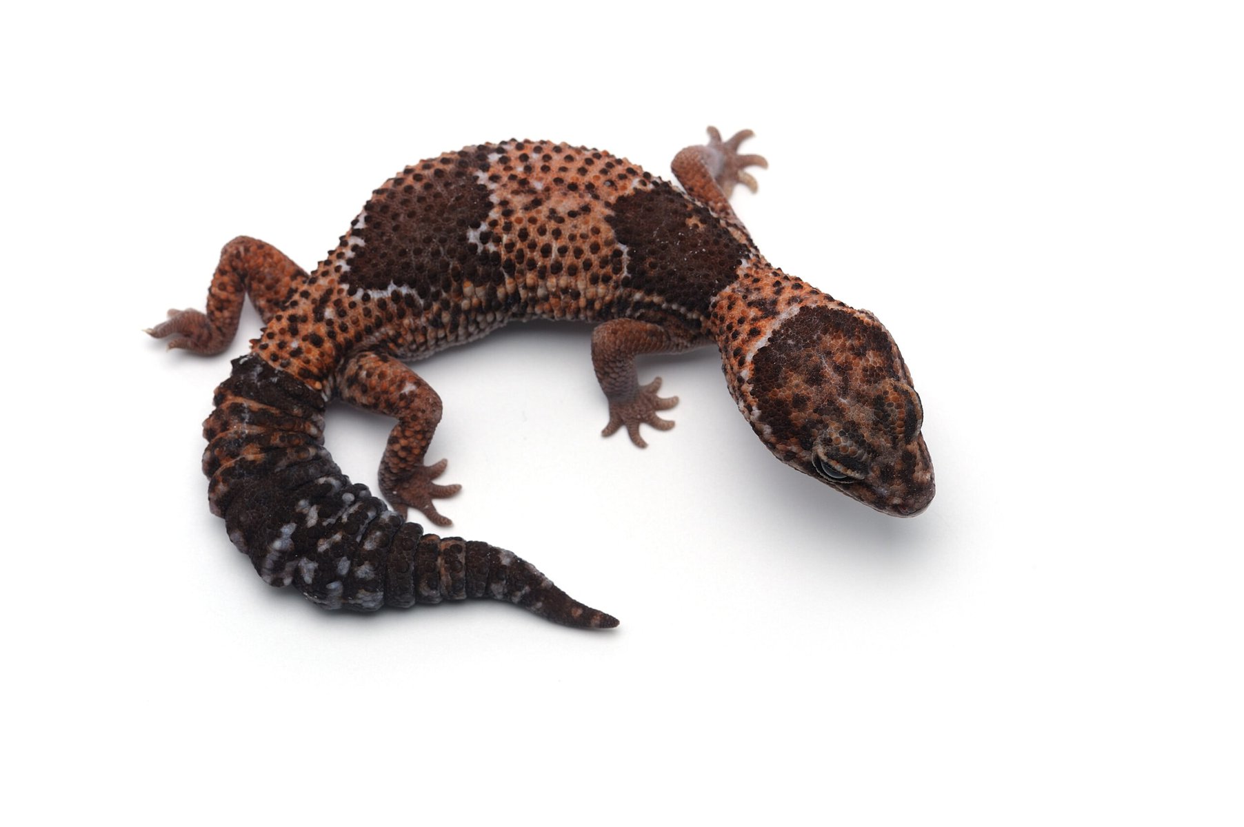 African Fat Tail Gecko