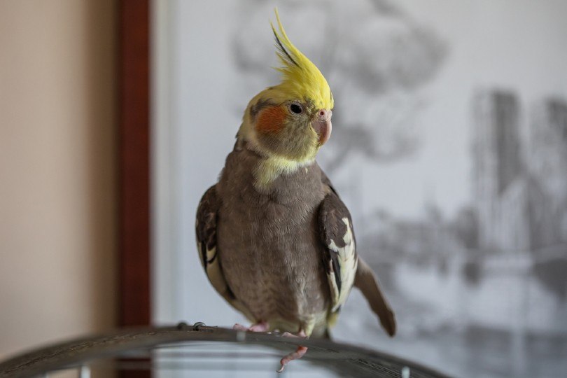 Blue Cockatiel