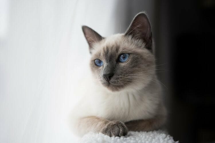 Blue-Point-Siamese
