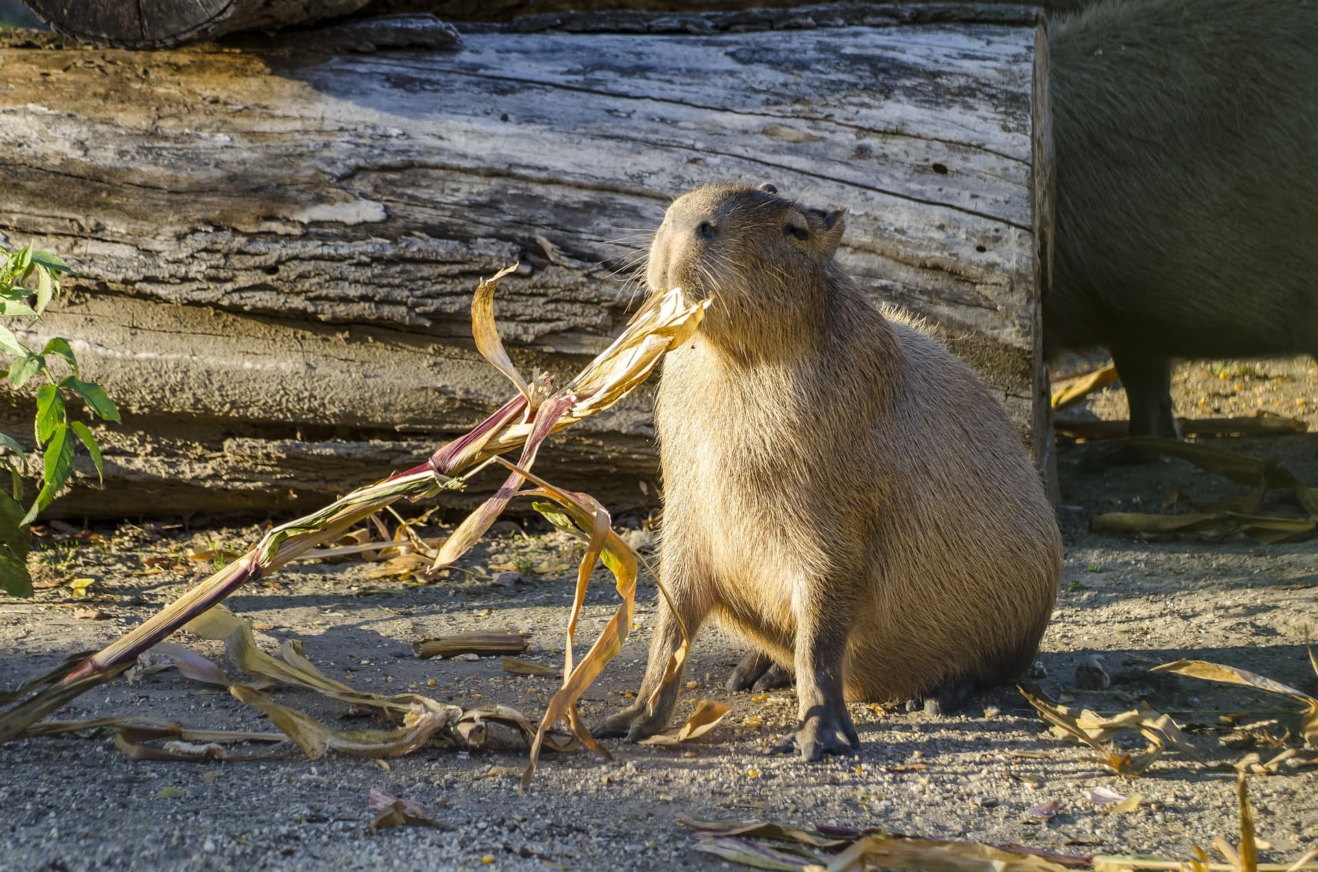 Capybaras eating 