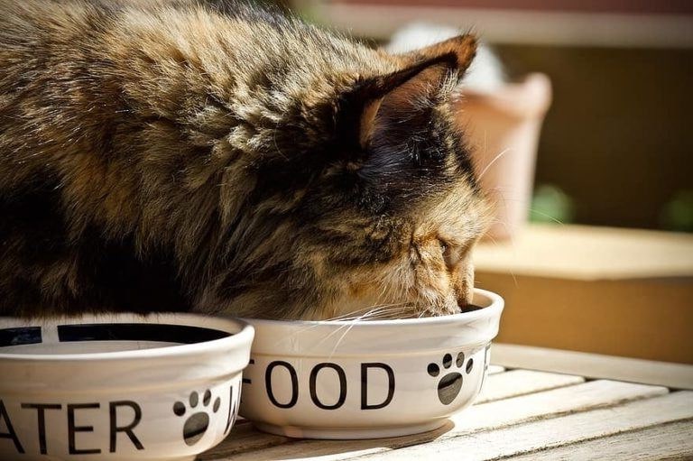 Cat eating from a food bowl