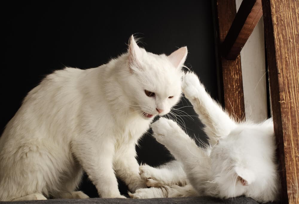 Cat fighting with other cat 