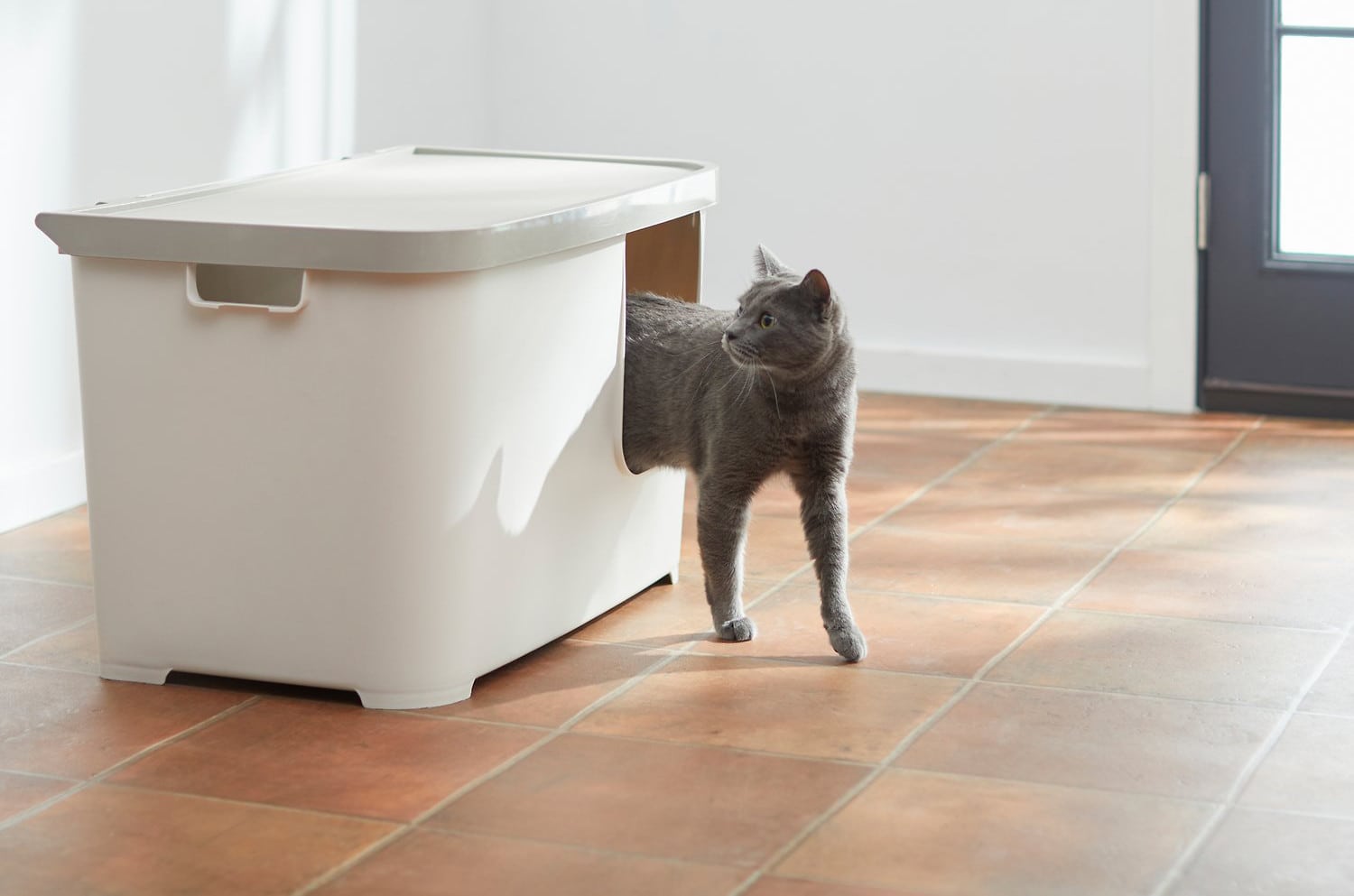 Cat in a litter