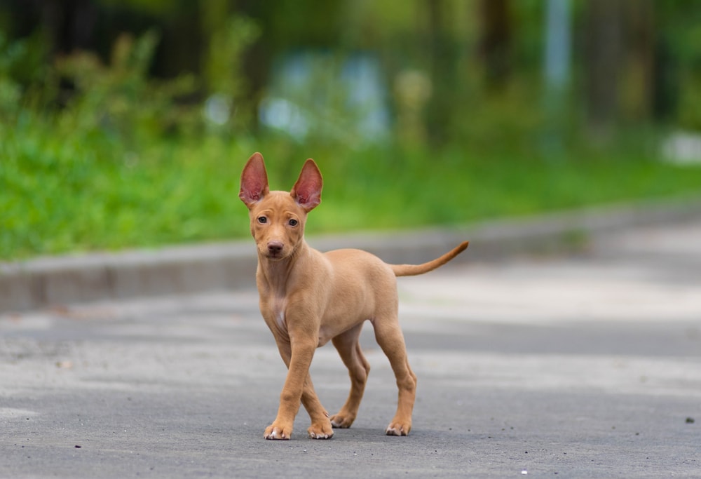 Cute Cirneco dell'Etna puppy 