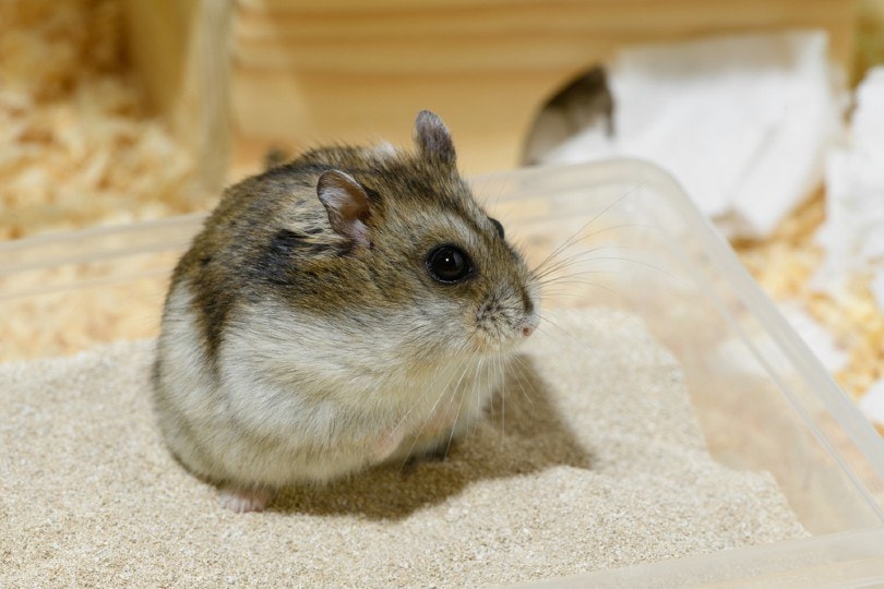  hamster_IRINA ORLOVA, Shutterstock
