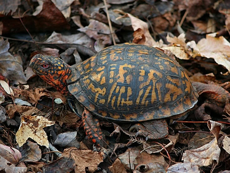 Eastern Box Turtle_JamesDeMers, Pixabay