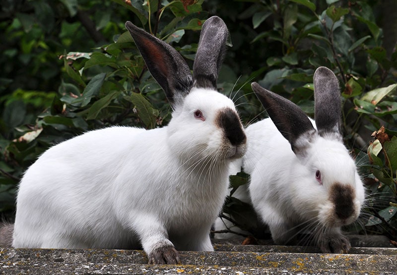 Female rabbit of the Californian breed on a blurred green 