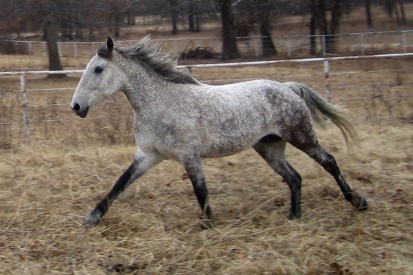 Bashkir Curly Horse