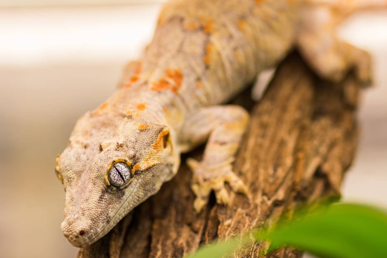 Gargoyle Gecko