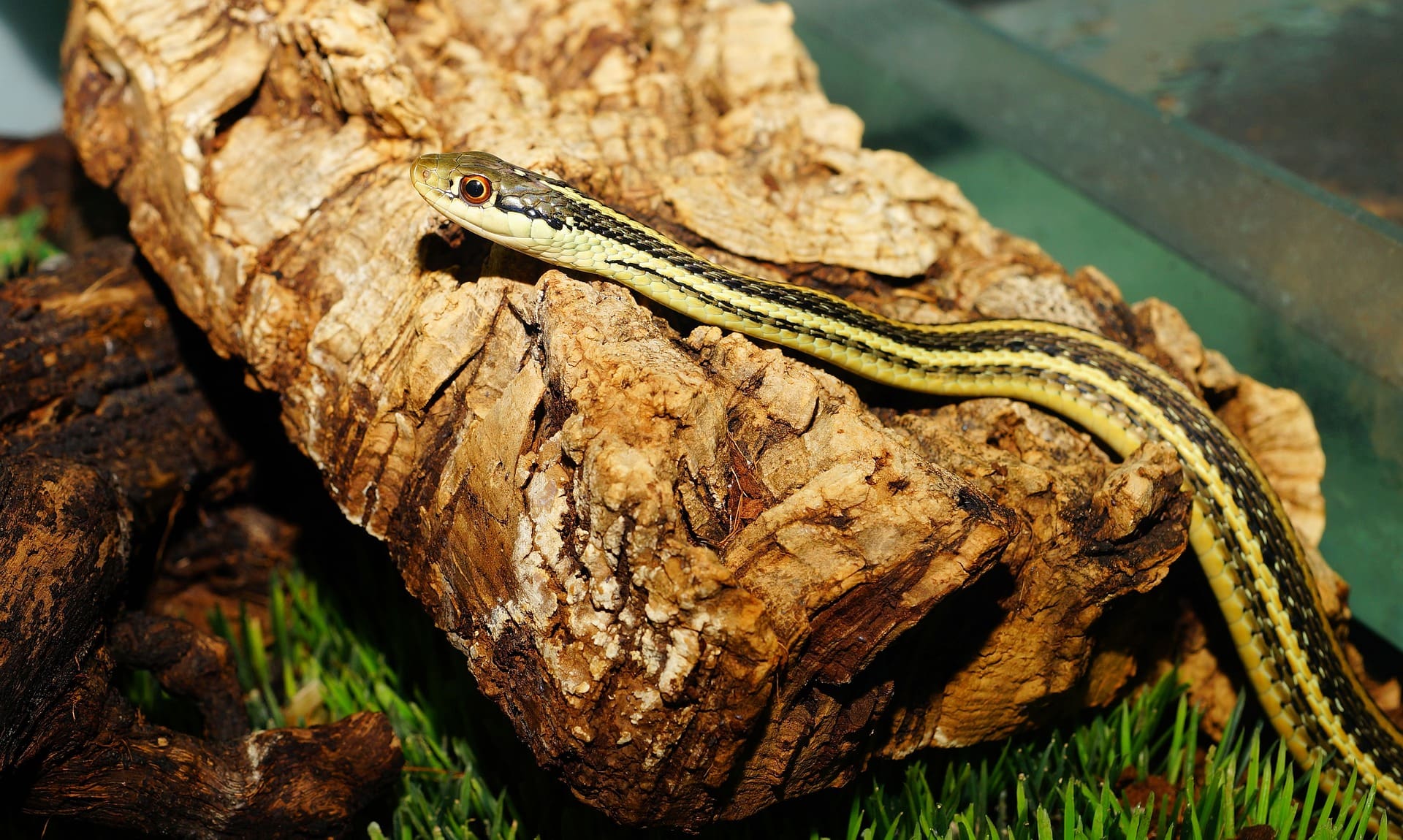 Garter snake 