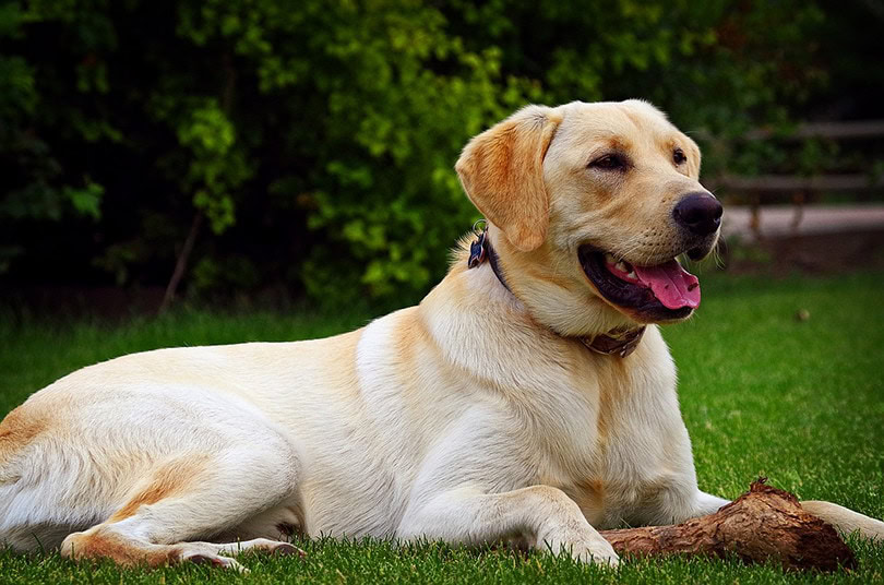 Golden Labrador Retriever in the grass field