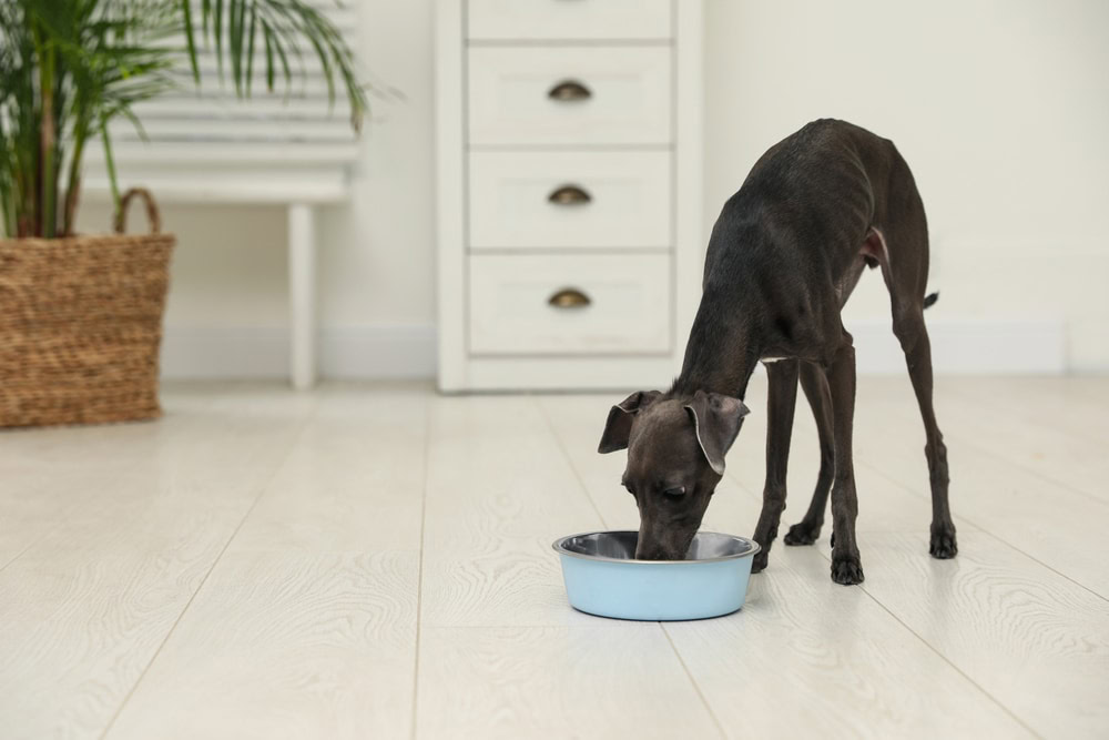 Italian greyhound dog eating from a bowl