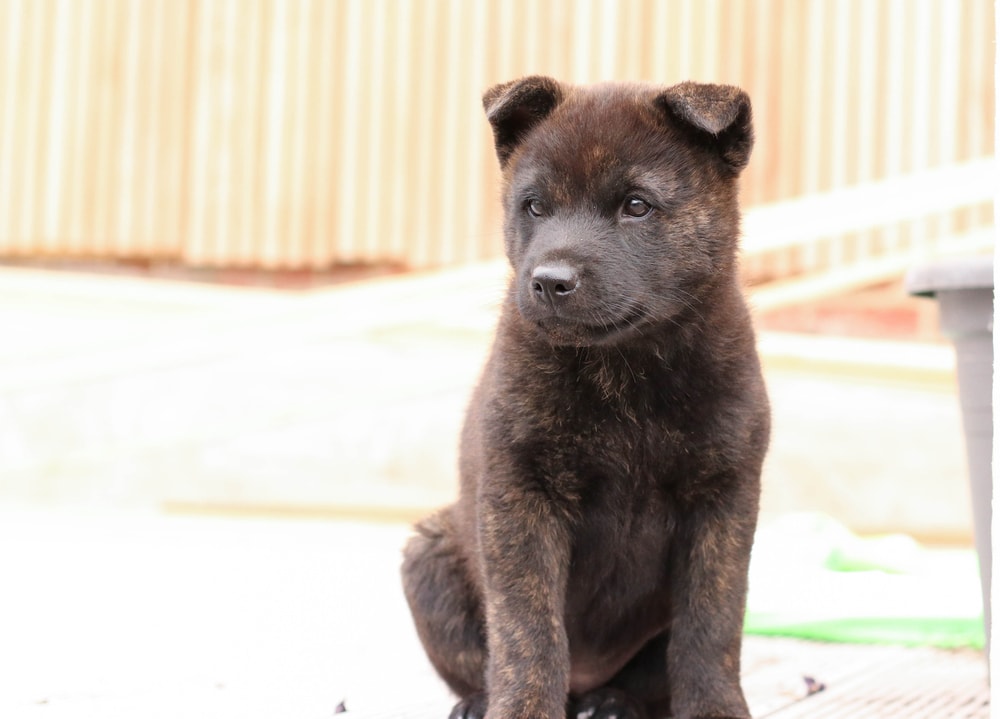 Kai Ken Puppies  