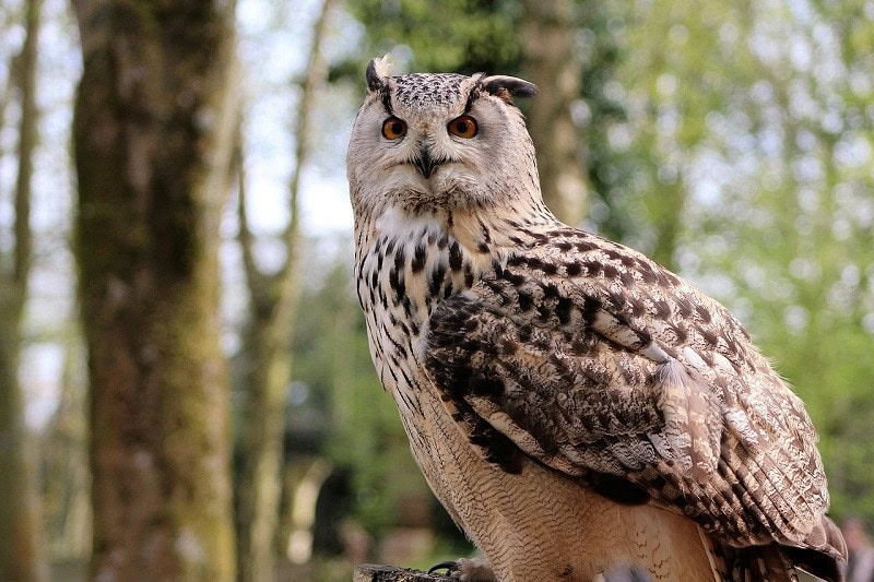 Long eared owl_Kevinsphotos, Pixabay