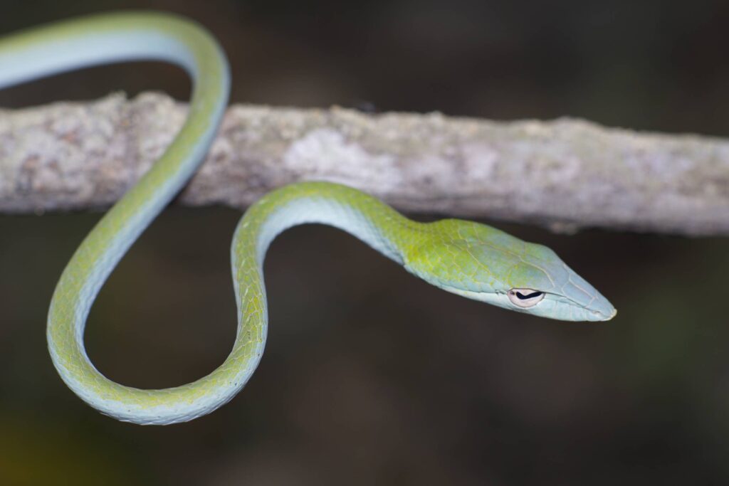 Long-nosed Snake