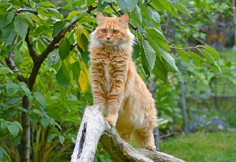 Maine Coon