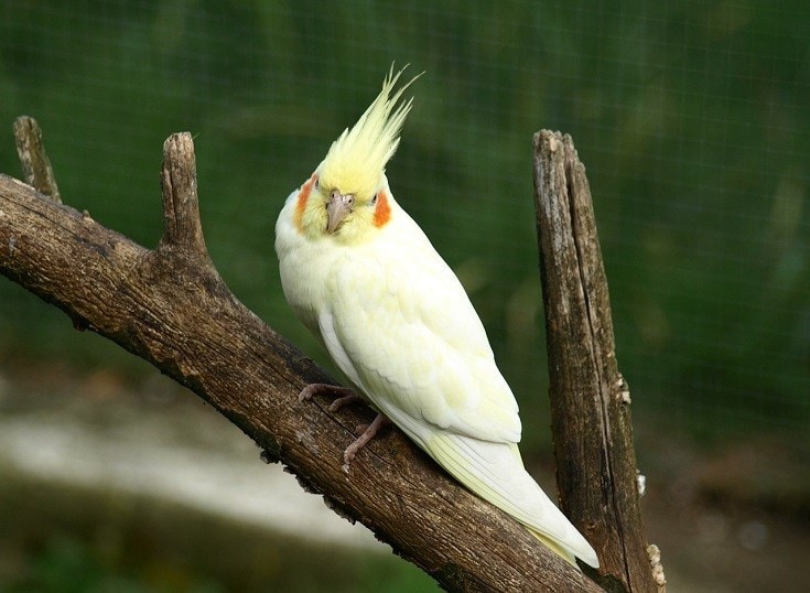 Parakeet Cockatiel_ariesa66, Pixabay