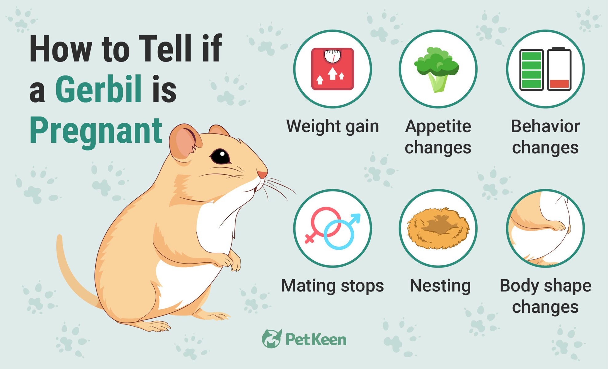 How To Tell If a Gerbil Is Pregnant 