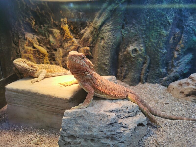 Rare species reptiles lizard frog in tanks