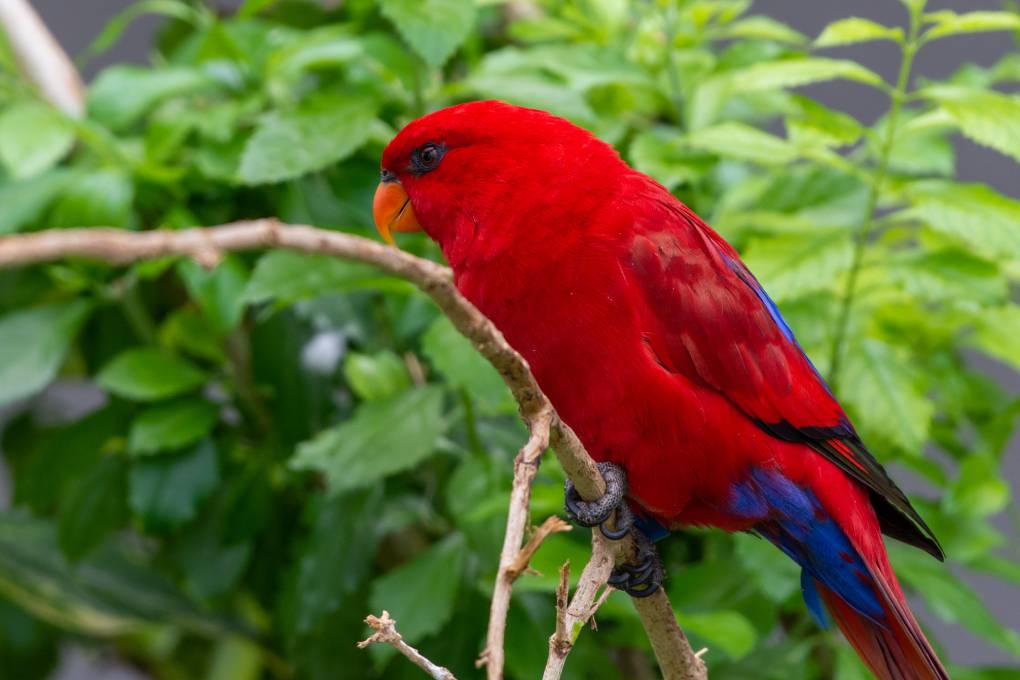 Red Lory side view