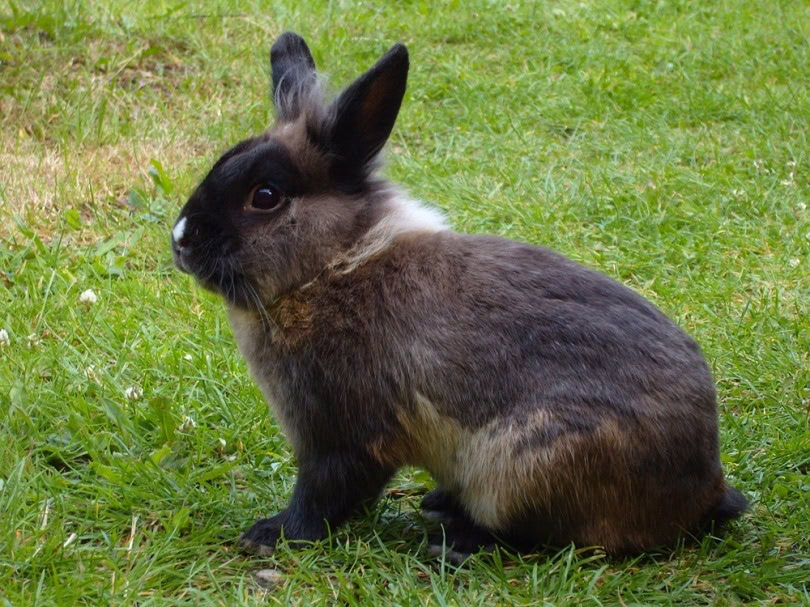  rabbit_MichaelSofT_shutterstock