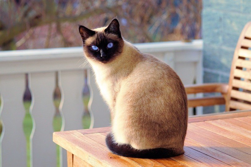 Siamese cat_Andreas Lischka, Pixabay