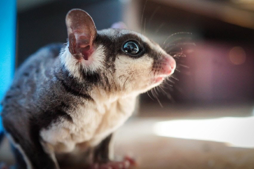 a close up of a sugar glider