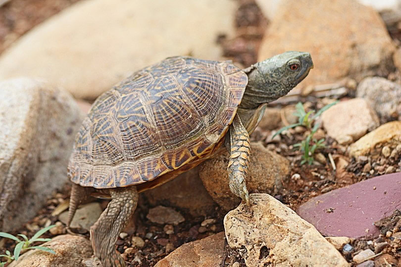 The desert box turtle