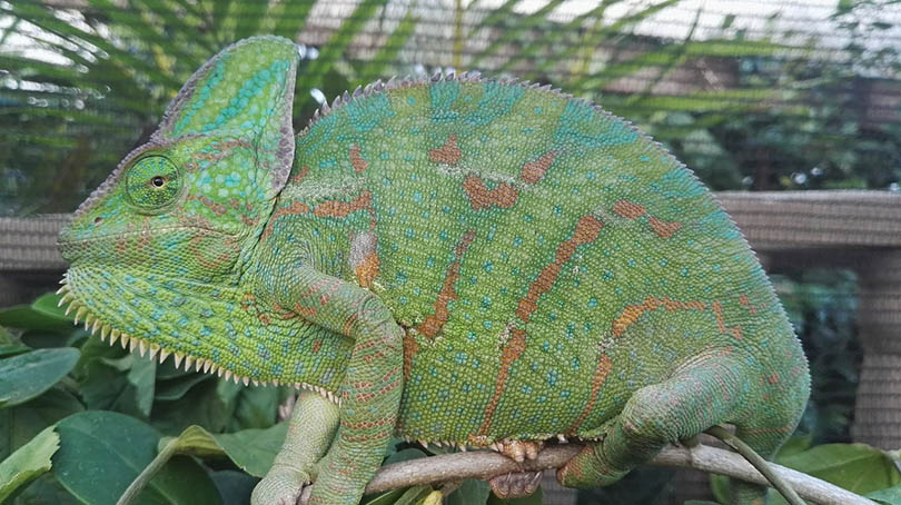 Veiled Chameleon close up