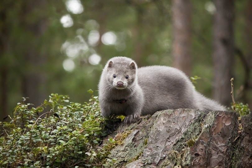 Young mink_Aleksandra Saveljeva_shutterstock