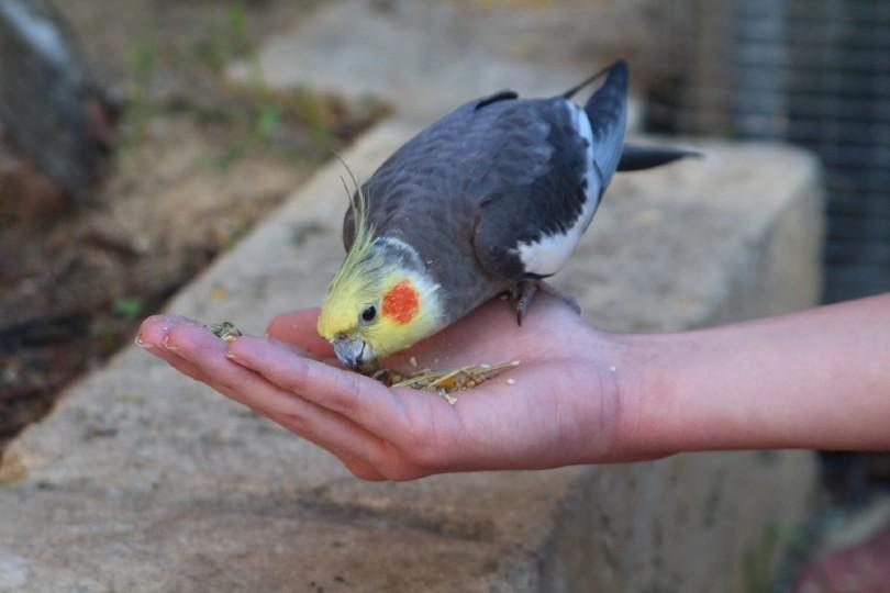 a blue cockatiel eating from a girl's hand