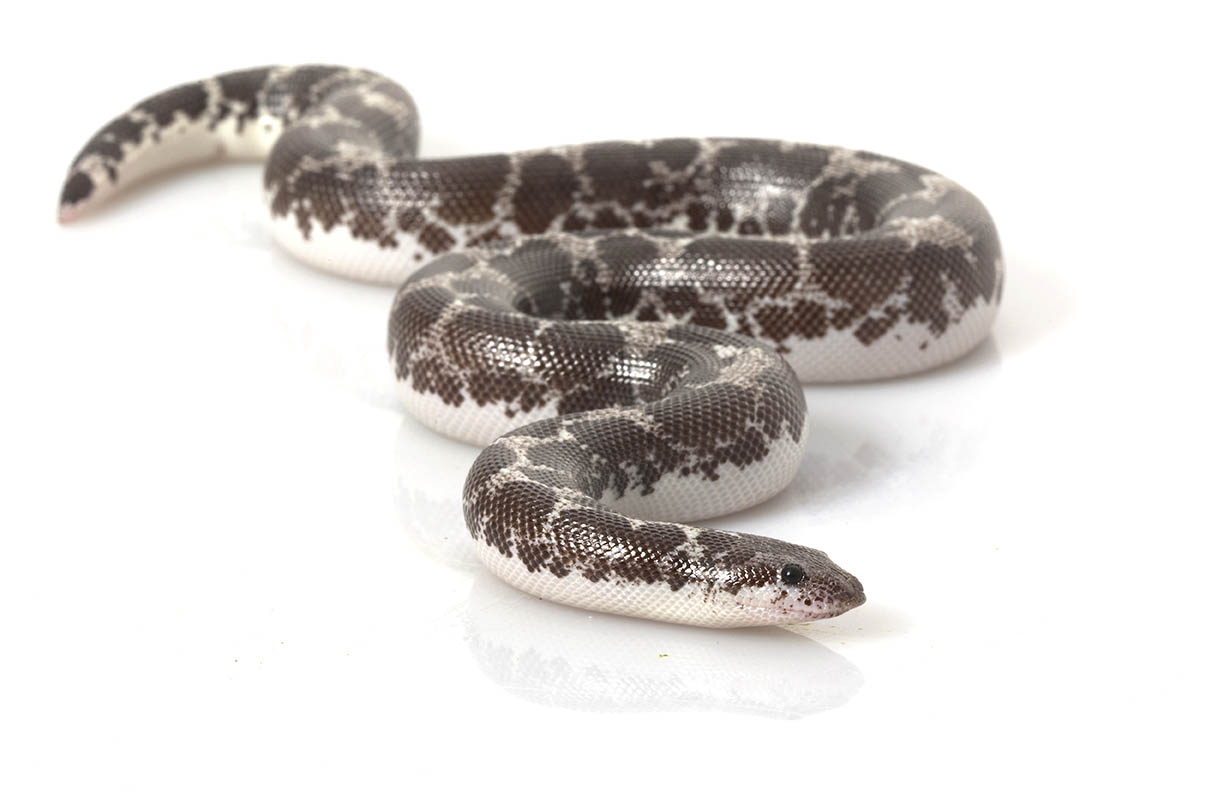 Anery Kenyan Sand Boa 