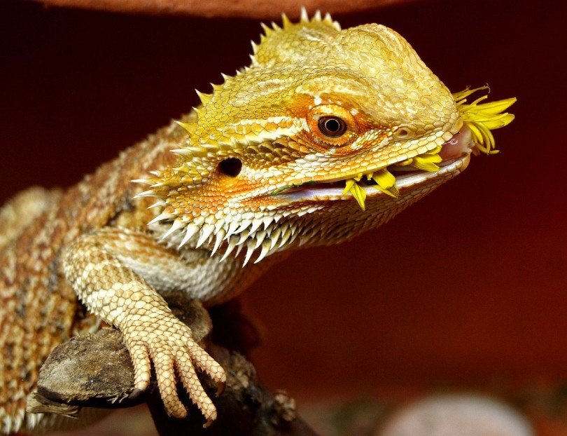 bearded dragon eating dandelion