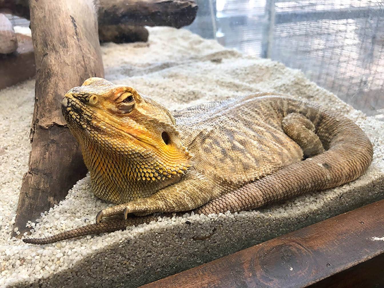 bearded dragon_Kevin Khoo, Shutterstock