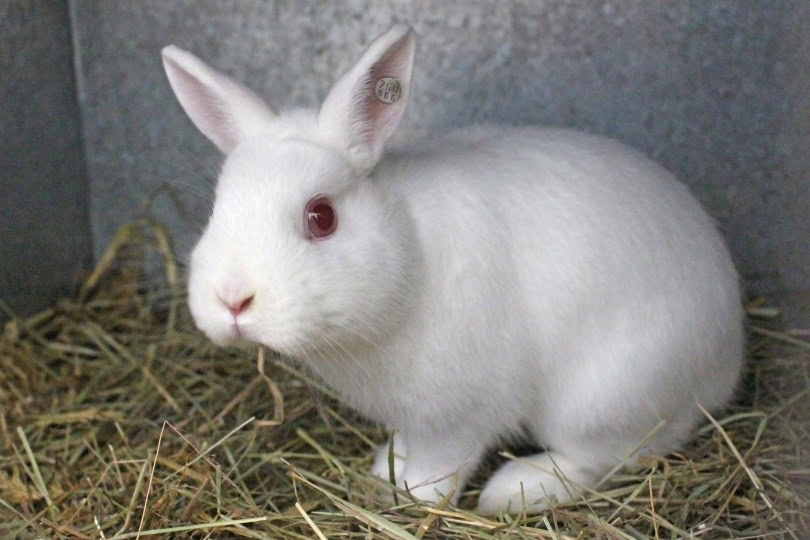 britannia petite rabbit