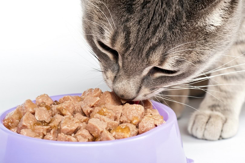 cat-eating-food-from-a-bowl_Viktor-Lugovskoy_shutterstock