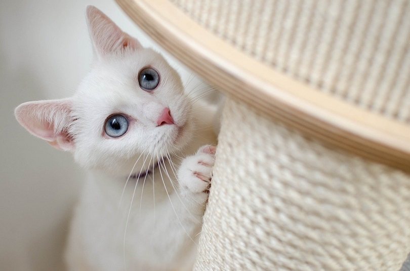 cat scratching