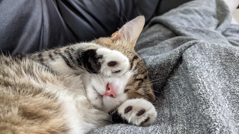 cat sleeping on blanket with paws over face