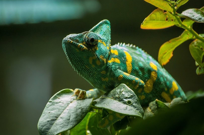 chameleon