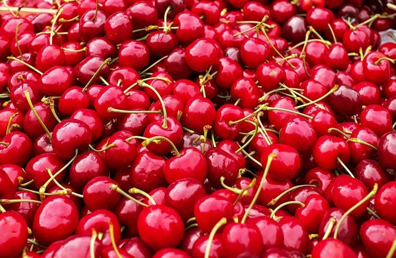 cherry-Couleur_ pixabay