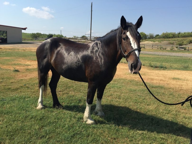 clydesdale horse_Pixabay