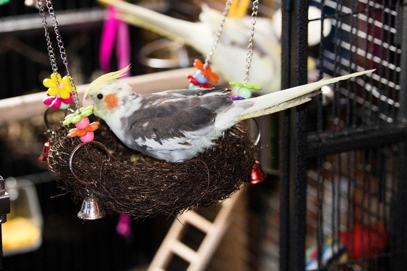 cockatiel playing toys