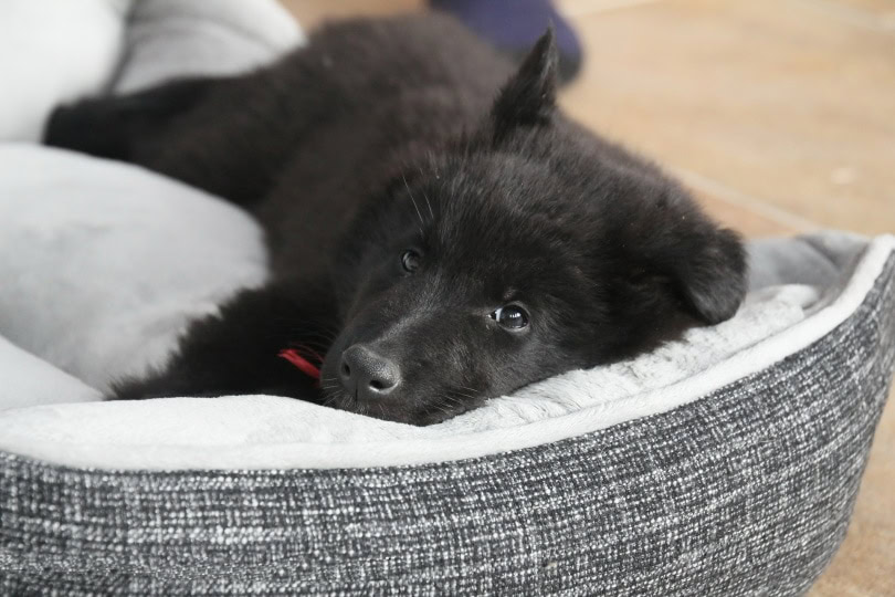 sick dog_MeHe_Pixabay