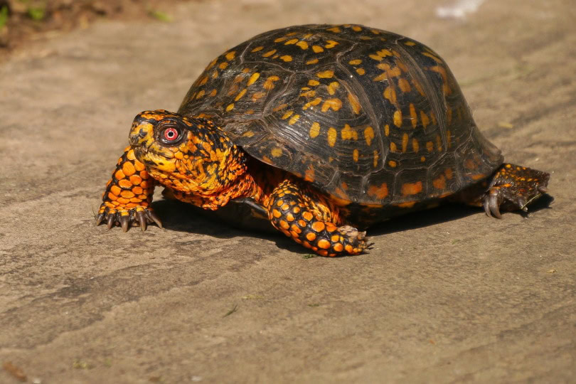esatern box turtle_Piqsels