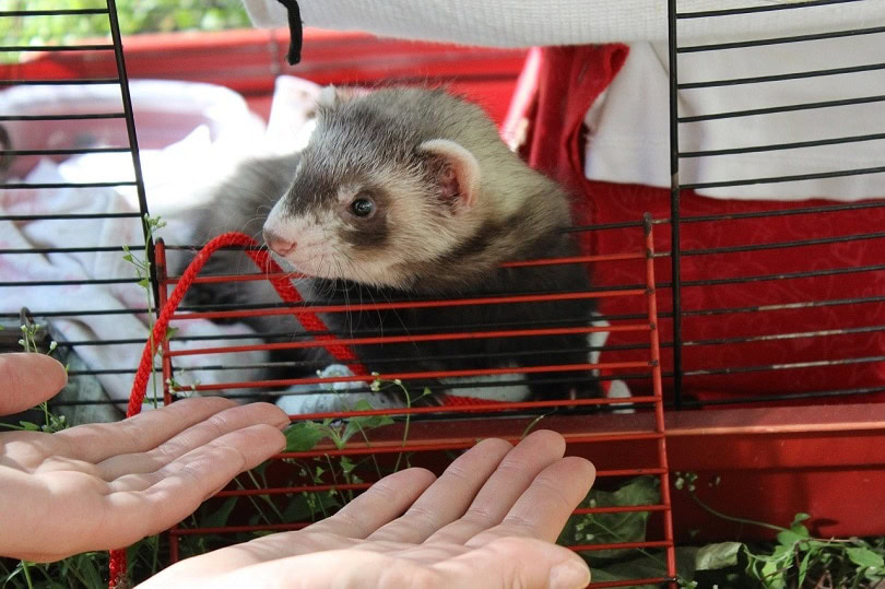 ferret-cage-pixabay